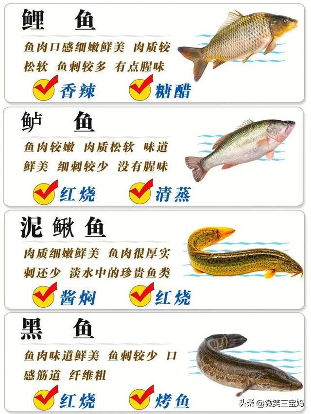 魚類行為與生存策略，適應環(huán)境的智慧展現(xiàn)，魚類行為與生存策略，展現(xiàn)適應環(huán)境的智慧