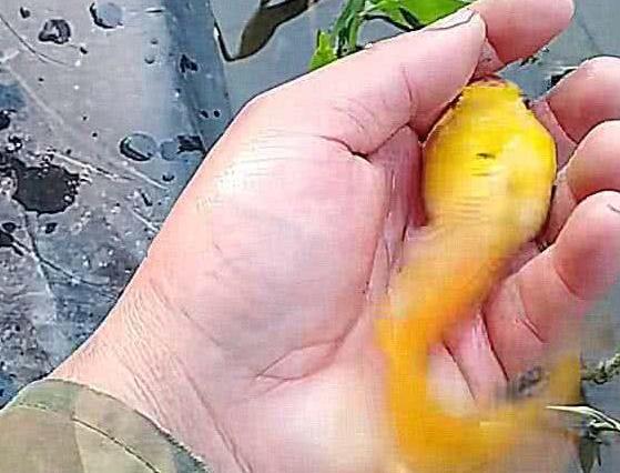 男子釣上一條自帶贖金的魚，引發(fā)社會(huì)熱議，男子釣獲帶贖金魚，引發(fā)社會(huì)廣泛關(guān)注