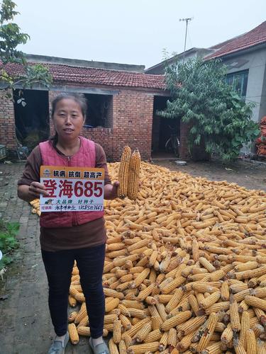 登海種業(yè)怎么樣，從多個(gè)維度探究其表現(xiàn)，多維度探究登海種業(yè)的綜合表現(xiàn)與實(shí)力評(píng)價(jià)