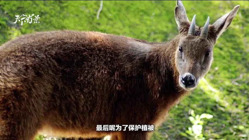 新澳2024今晚開獎(jiǎng)資料四不像，探索彩票世界的神秘面紗，探索彩票世界的神秘面紗，新澳2024今晚開獎(jiǎng)資料四不像