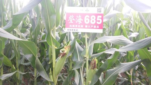 登海種業(yè)官網(wǎng)，探索種子的力量與農(nóng)業(yè)的未來，登海種業(yè)官網(wǎng)，探索種子力量，展望農(nóng)業(yè)未來