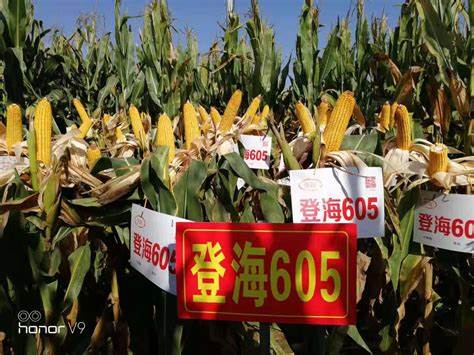 登海種業(yè)玉米品種大全，探索優(yōu)質(zhì)玉米種子的力量之源，登海種業(yè)玉米品種概覽，探尋優(yōu)質(zhì)玉米種子的力量之源