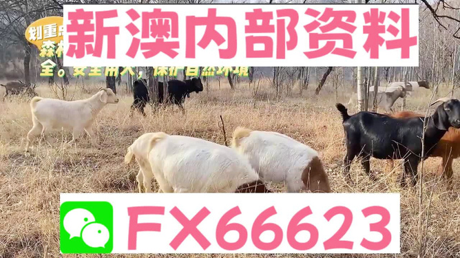 新澳2024今晚資料解析與預(yù)測(cè)，新澳2024今晚資料解析與精準(zhǔn)預(yù)測(cè)