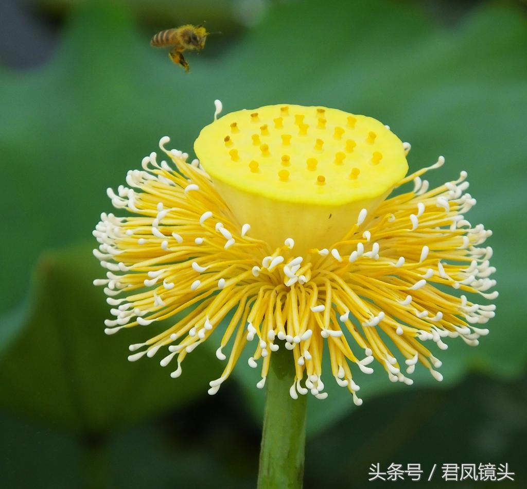 中醫(yī)對于早泄的治療，能否治愈及治療方法探討，中醫(yī)治療早泄，方法、療效與治愈可能性探討