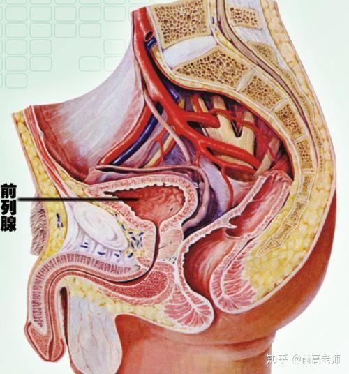 前列腺高完全入門指南，前列腺高完全入門手冊