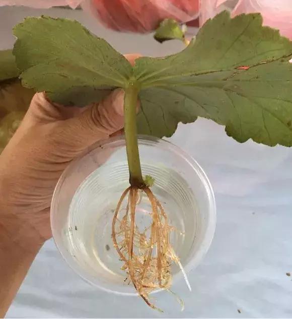 如何使身體部位變長(zhǎng)變粗——全面指南，全面指南，身體部位變長(zhǎng)變粗的秘訣與方法