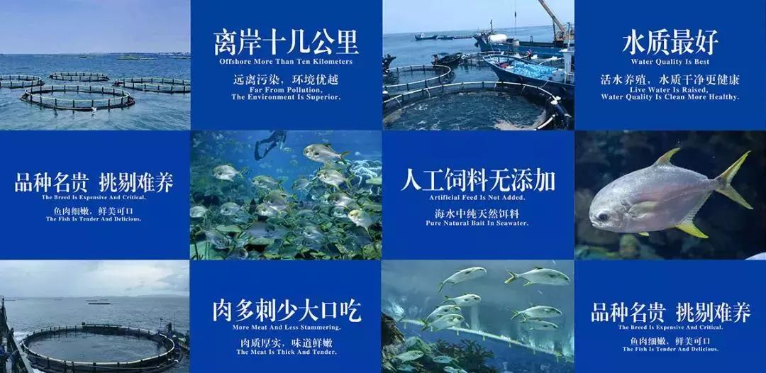 釣魚(yú)島事件案例分析，釣魚(yú)島事件深度解析與案例分析
