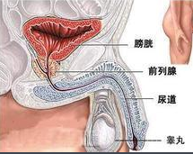 前列腺檢查的重要性及其過程解析，前列腺檢查的重要性及詳細過程解析