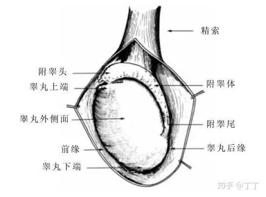 關(guān)于睪丸一邊高一邊低的探討，并非涉黃問題，睪丸高低差異探討，揭秘生理奧秘，避免誤解涉黃話題