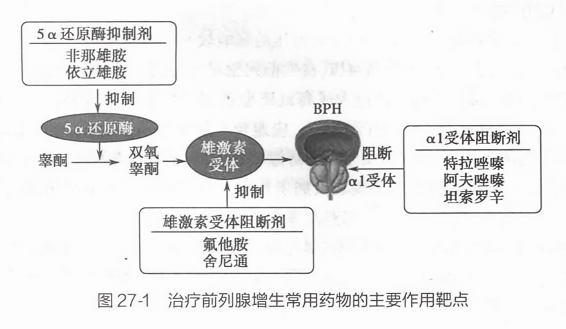 治療前列腺增生的藥物，理解選擇與應(yīng)用的重要性，前列腺增生治療藥物的選擇與應(yīng)用，理解其重要性