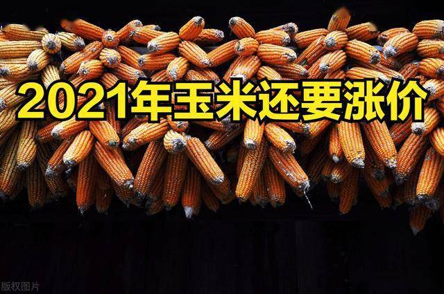 玉米價(jià)格最新行情分析，玉米價(jià)格最新行情解析