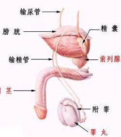 前列腺癌的癥狀及表現(xiàn)，前列腺癌的癥狀與表現(xiàn)概述