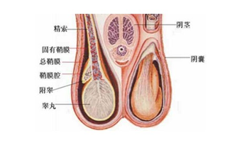 睪丸突然疼痛一會(huì)兒又不疼了，原因、影響與應(yīng)對(duì)措施，睪丸突發(fā)性疼痛的原因、影響及應(yīng)對(duì)措施解析