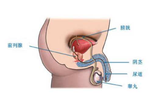 坦索羅辛治療前列腺炎，療程時長與治療效果分析，坦索羅辛治療前列腺炎，療程與效果深度解析
