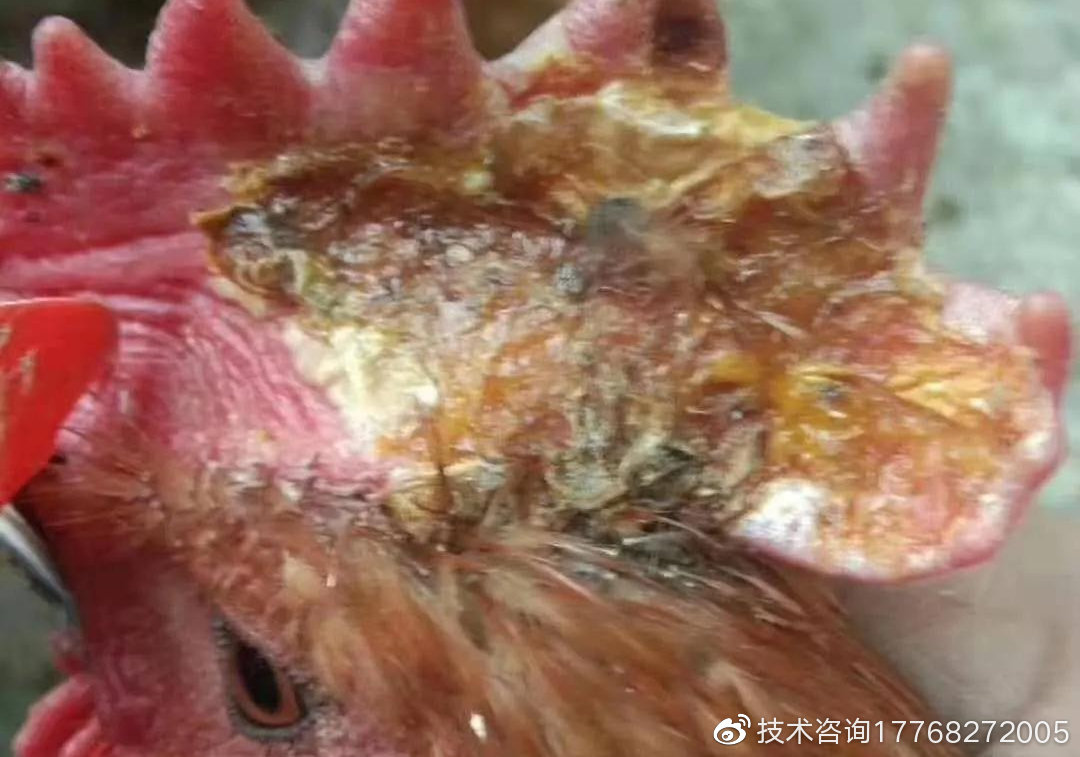 關(guān)于雞兒上長水泡的原因分析，關(guān)于雞兒上長水泡的原因分析，涉黃健康警示與醫(yī)學(xué)解析